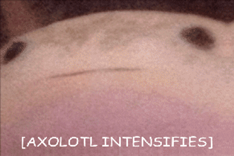 Axolotl Intense Face GIF
