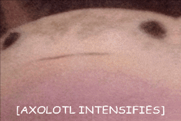 Axolotl Intensifies Axolotl Meme GIF