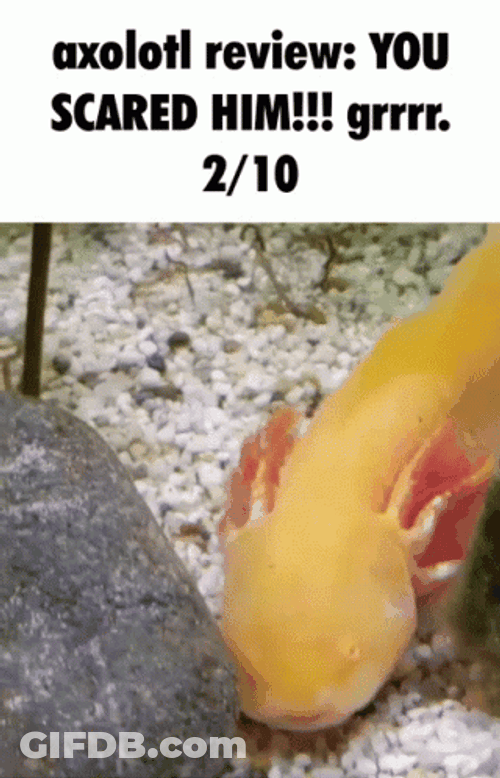 Axolotl Meme Avoiding Another Axolotl Review GIF