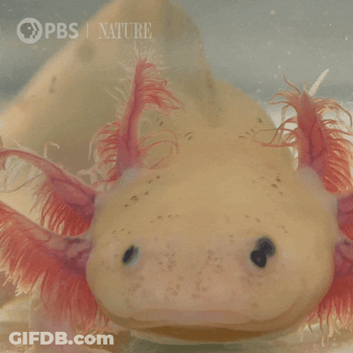 Axolotl Meme Flapping Gills GIF