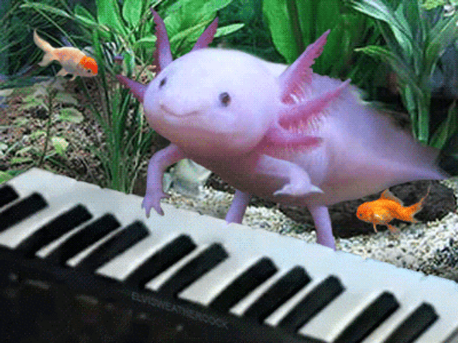 Axolotl Playing The Piano GIF