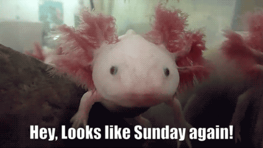 Axolotl Sunday Vibe GIF