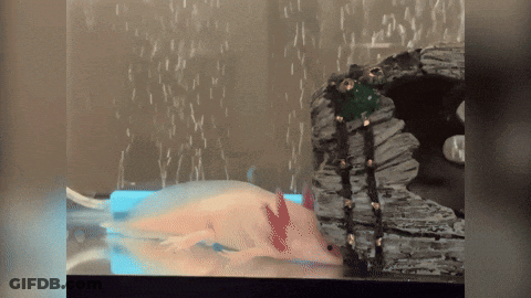 Axolotl Swimming In Tank With Air Bubbles GIF