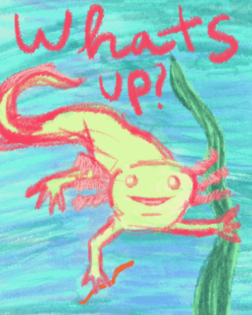 Axolotl What's Up GIF