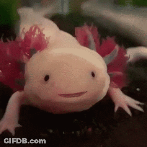 Axolotl With Pink Flowers On Tail Smiling GIF