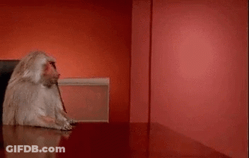 Baboon Sitting At Desk Using Laptop GIF