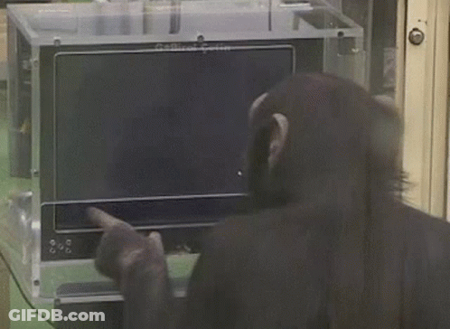 Baboon Sitting At Table With Laptop GIF