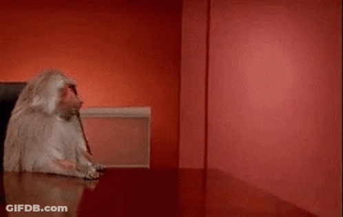 Baboon Typing On Laptop GIF