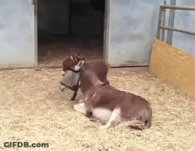 Baby And Mommy Donkey GIF
