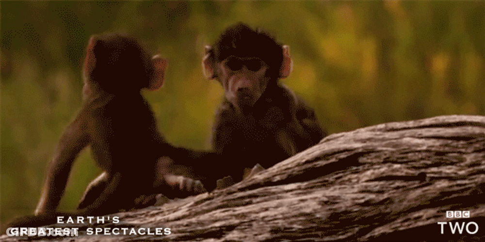 Baby Baboon Monkeys Playing GIF