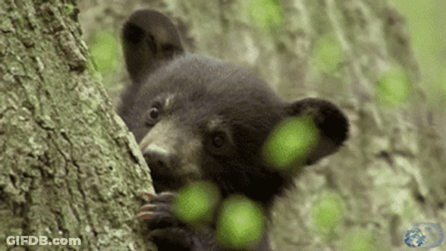 Baby Bear Peeping GIF