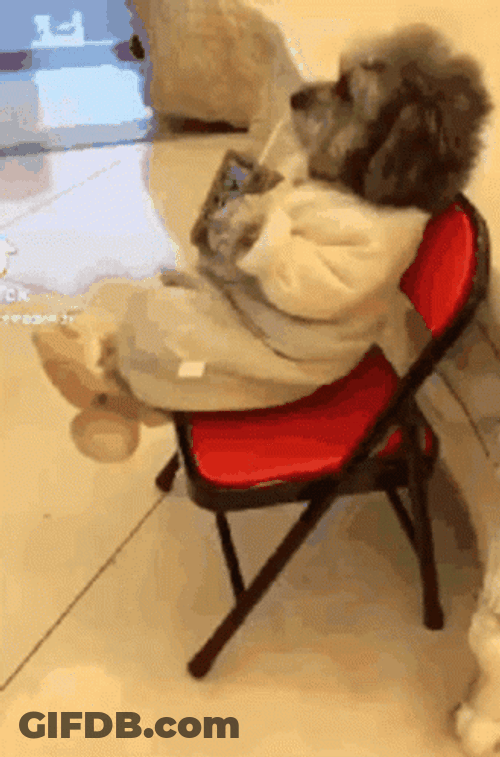 Baby Bear Sitting On Red Chair GIF