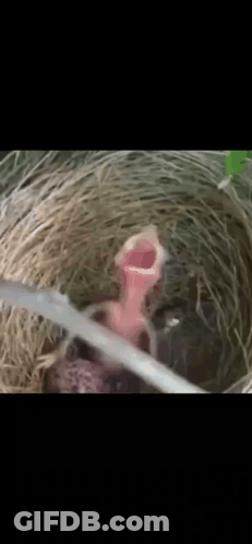 Baby Bird Sitting In Nest With Open Mouth GIF