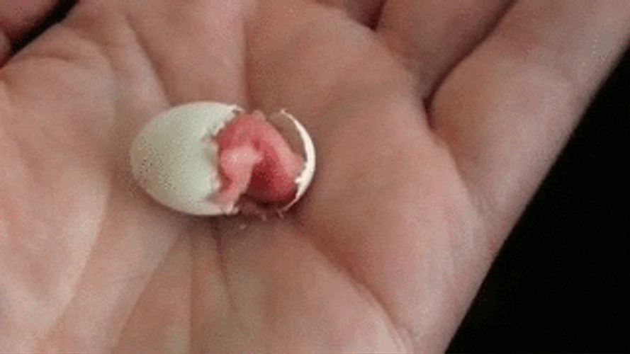 Baby Bird Wiggle GIF