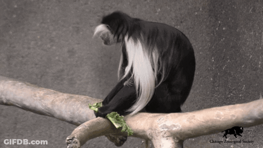 Baby Black And White Colobus Monkeys Cuddling GIF