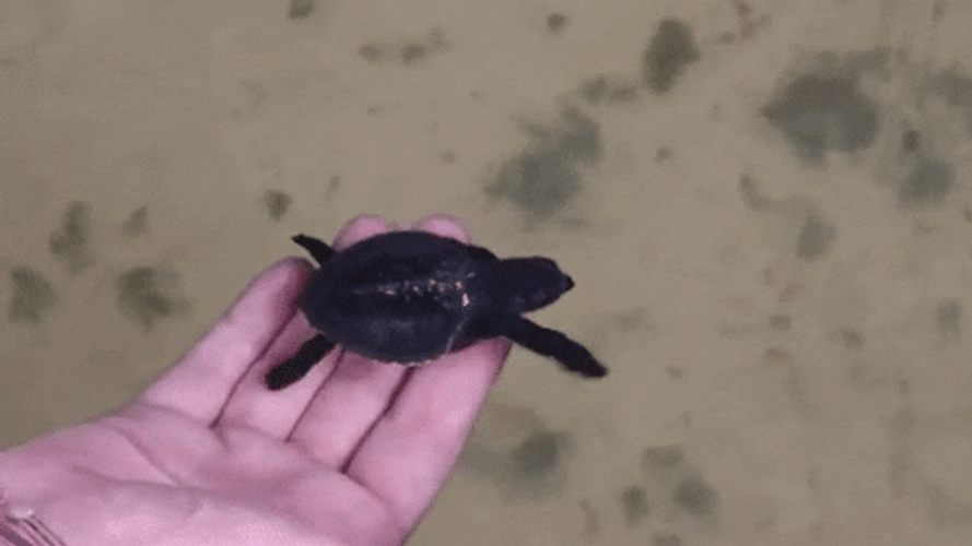 Baby Black Turtle Gently Swimming Away GIF