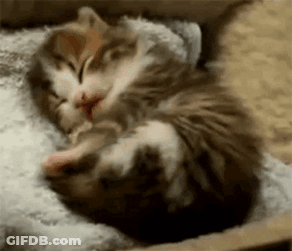 Baby Cat Bed Time GIF