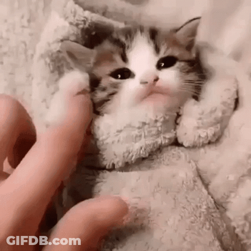 Baby Cat Bed Weather GIF