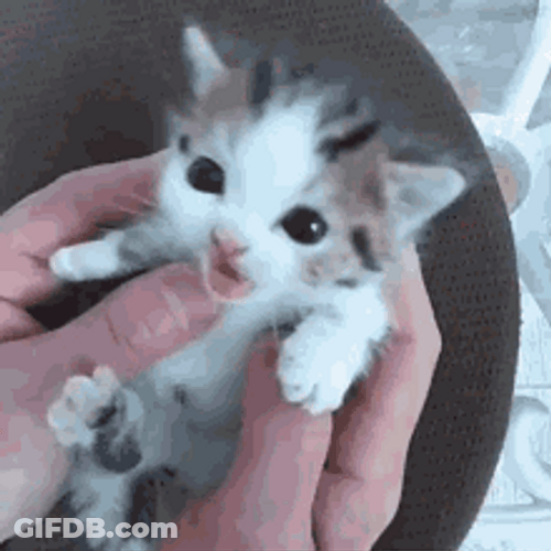 Baby Cat Crying For Mum GIF
