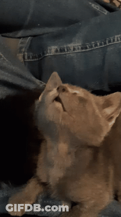 Baby Cat Like Sleeping Beauty GIF