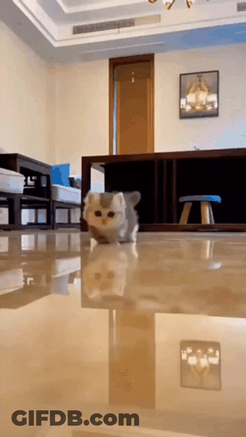 Baby Cat Little Legs GIF