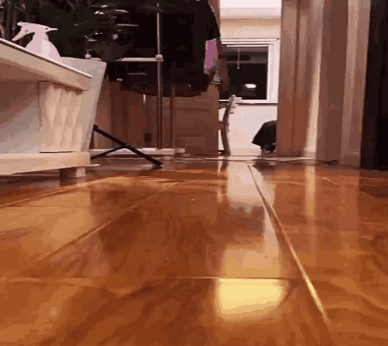 Baby Cat Running On The Floor GIF