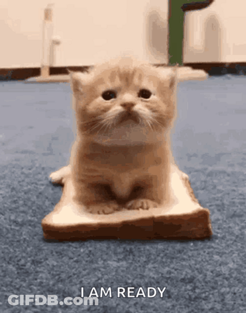 Baby Cat Sandwich GIF