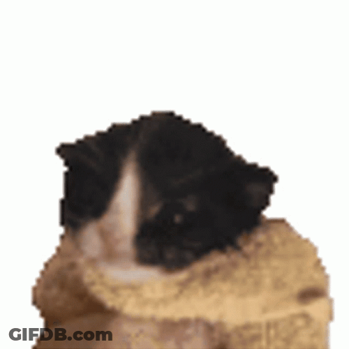 Baby Cat Screaming On The Blanket GIF