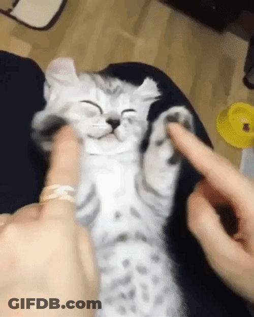 Baby Cat Sleeping GIF