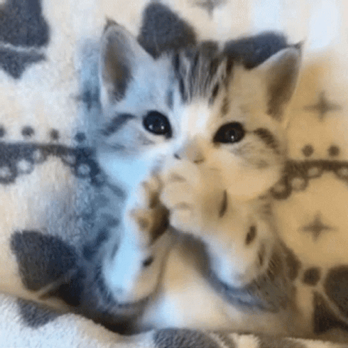 Baby Cat Thumb Sucking GIF