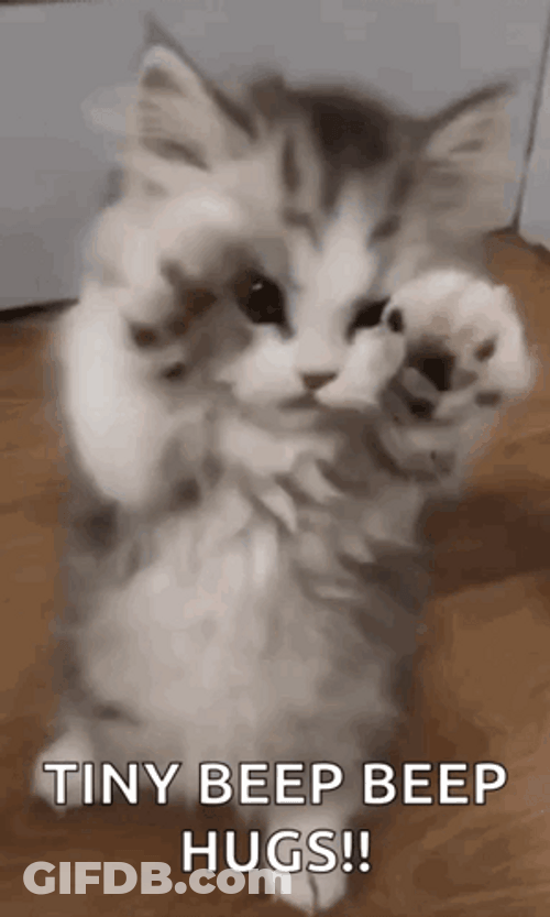 Baby Cat Tiny Beep GIF