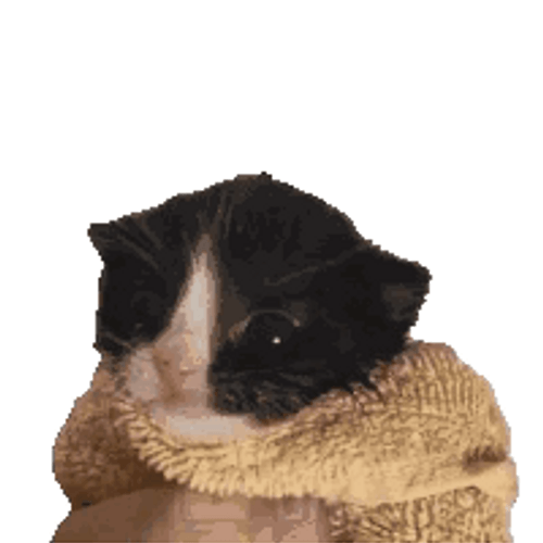Baby Cat Wrapped In A Blanket GIF