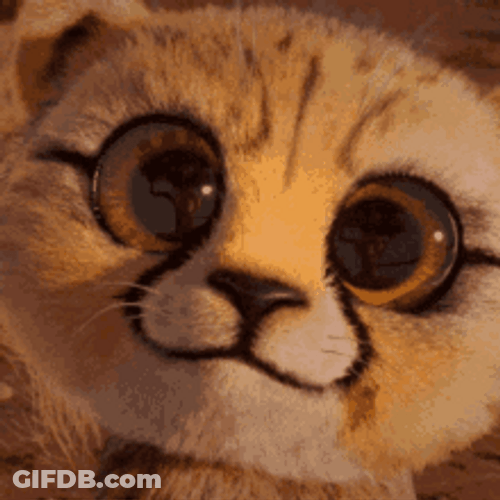 Baby Cheetah Blinking Its Eyes GIF