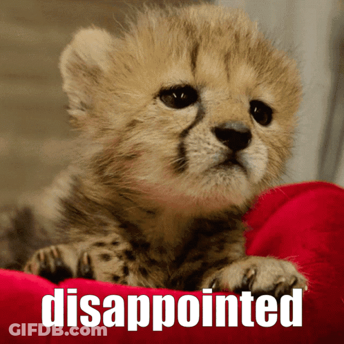 Baby Cheetah Laying On Red Pillow Disappointed GIF