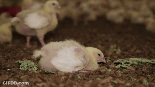 Baby Chicken In Coop GIF