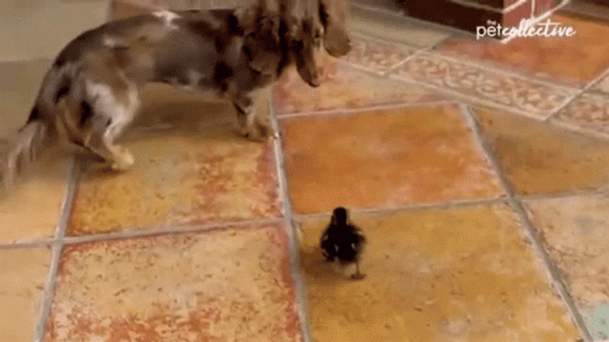 Baby Chicken Running Towards The Dog GIF