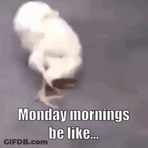 Baby Chicks Stretching Crazy Monday GIF