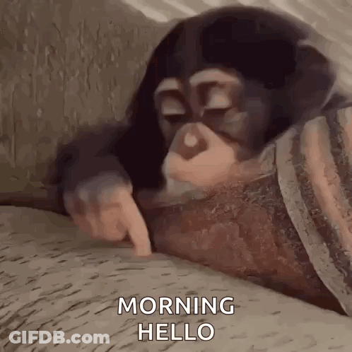 Baby Chimpanzee Laying On Bed Pointing At Camera GIF