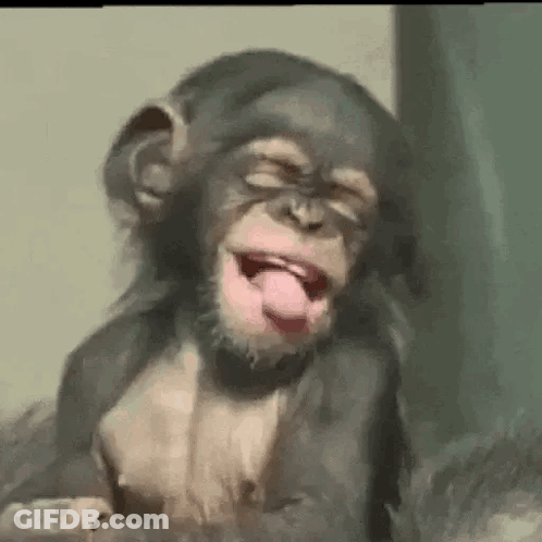 Baby Chimpanzee Making Funny Face With Tongue Out GIF