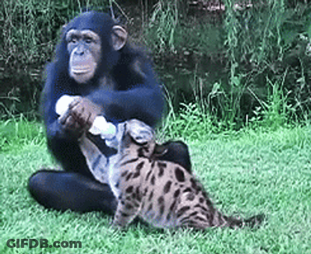 Baby Chimpanzee Monkey Feeding Cub GIF