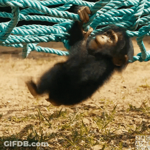 Baby Chimpanzee Monkey Hanging Upside Down GIF
