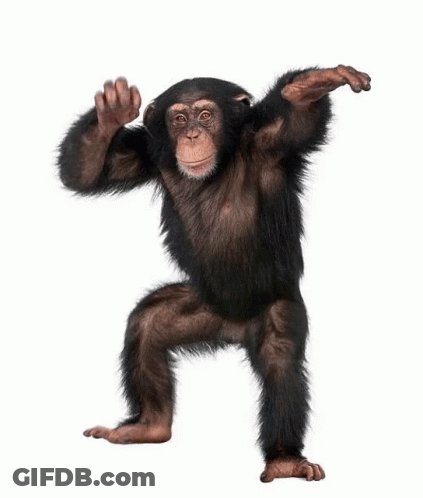 Baby Chimpanzee Standing With Arms Out GIF