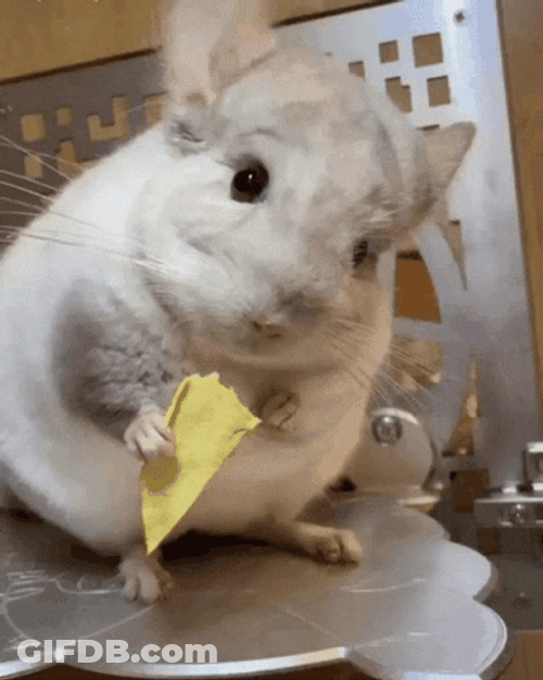 Baby Chinchilla Munching Cheese GIF