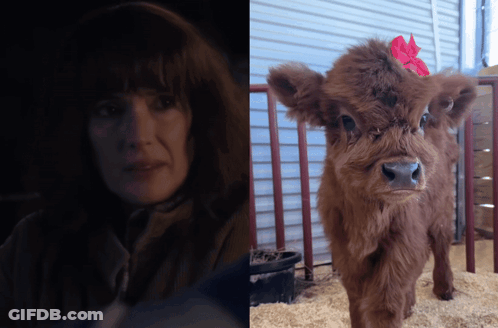 Baby Cow Saying Save A Cow Eat More Turkey GIF