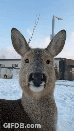 Baby Deer Drinking Water GIF