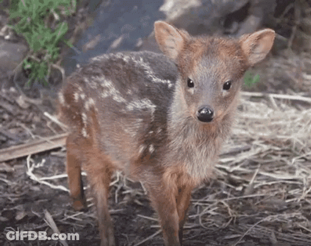 Baby Deer Ears Moving GIF