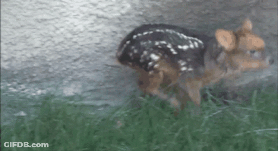 Baby Deer Running GIF