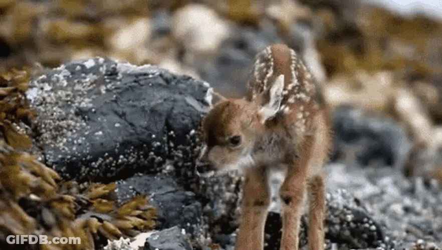 Baby Deer Wiggling Head GIF