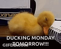 Baby Duck Sleeping Next To Notebook GIF