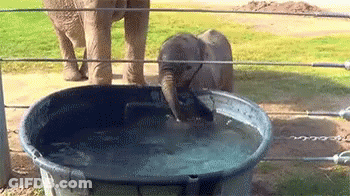 Baby Elephant Drinking Water GIF